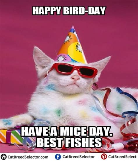 Maybe you would like to learn more about one of these? 101 Funny Cat Birthday Memes for the Feline Lovers in Your ...