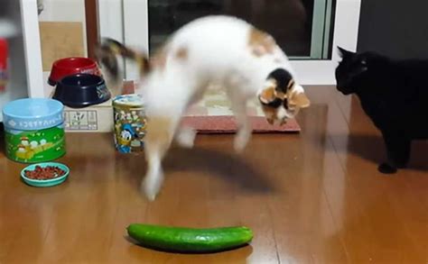 Why Do Cats Afraid Of Cucumbers Lotto The Cat
