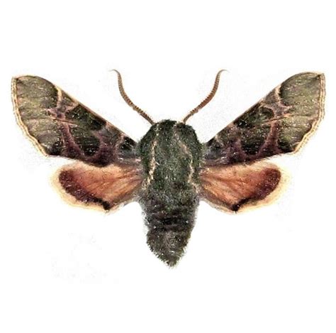 Arctonotus Lucidus Green Sphinx Moth California Usa Rare Etsy
