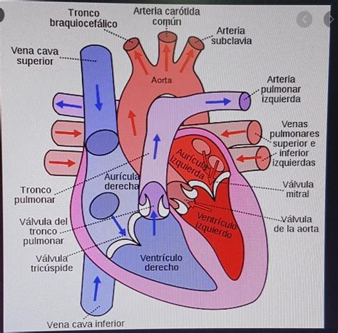 Describe La Estructura Del Corazón Humano Brainlylat