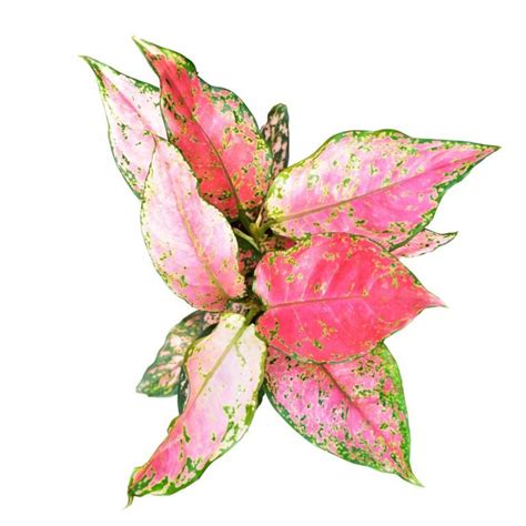 Aglaonema Plant Pink Buy Online Trivandrum Gardentech