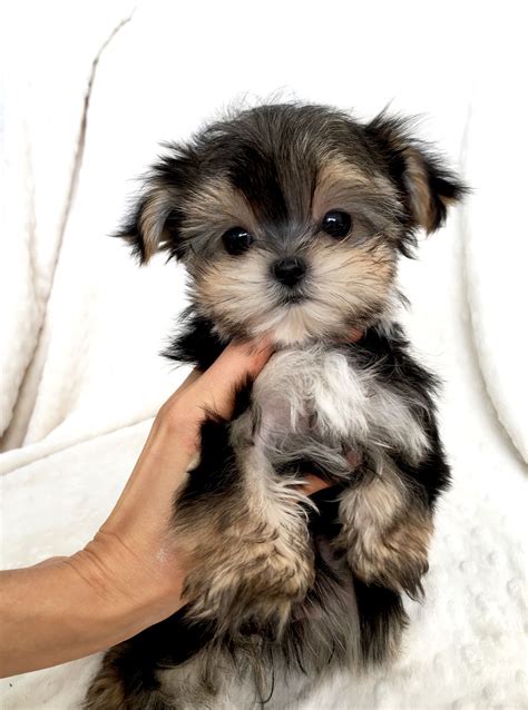 Teacup puppies include teacup yorkies, teacup maltese, shih tzus, teacup morkies, pomeranians and we love all our florida teacup puppies and know you will too! iHeartTeacups | We have beautiful and tiny Teacup and ...