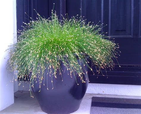 Growing Ornamental Grass In Containers Gardenoid