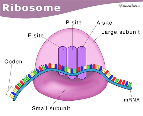 Ribosomes Definition Structure And Functions With Diagram