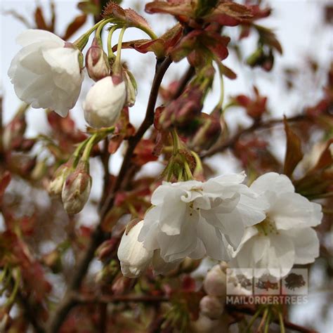 Prunus Fragrant Cloud Flowering Cherry Tree Mail Order Trees