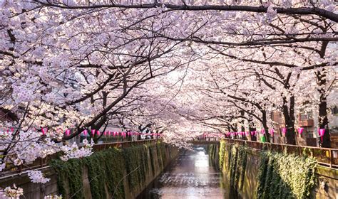 When To See Japan’s Cherry Blossoms And Where To Stay Travelogues From Remote Lands
