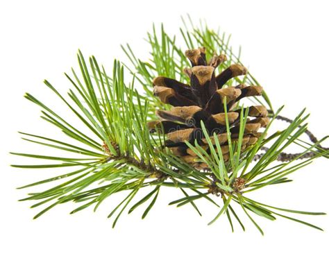 Green Pine Branch Isolated On White Background Stock Image Image Of