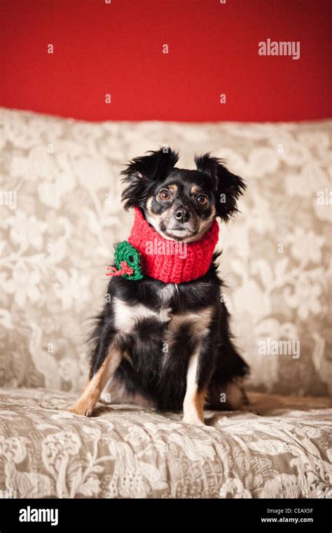 Portrait Of Dog Wearing Scarf Stock Photo Alamy