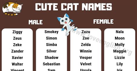 Cat Names Top Most Popular And Cute Kitten Names Love English