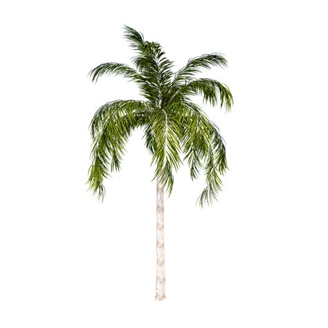 Free Material White Transparent Coconut Free Material Coconut Tree