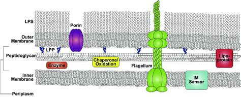 Architecture Of The Gram Negative Bacterial Cell Envelope Shown Is The