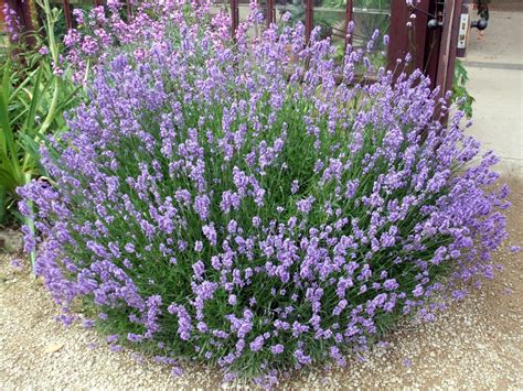 Rosemarys Sampler English Lavender