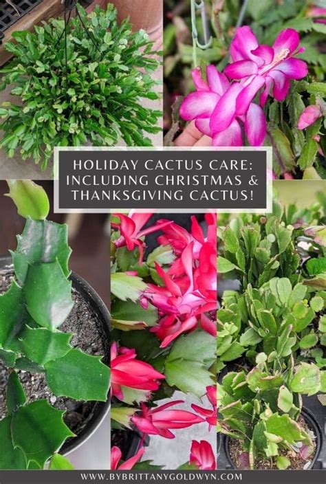 It's a thanksgiving cactus by the way. Holiday Cactus Care: Detailed Guide to Grow an Old Favorite