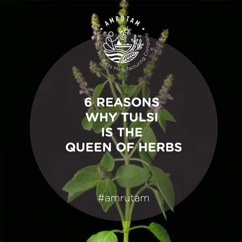 6 Reasons Why Tulsi Is The Queen Of Herbs Amrutam
