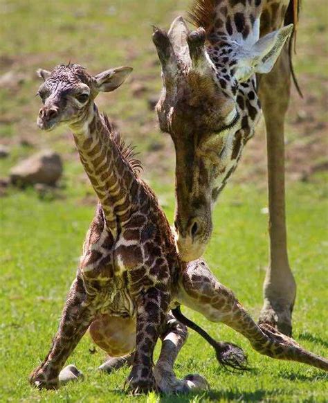 Mother Giraffe Kicks Their Newborn And Why Business Lessons From Our