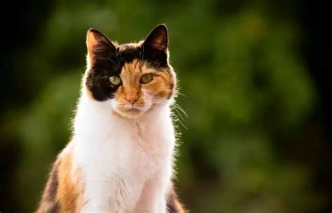 How Much Are Female Calico Cats Worth Us Pets Love