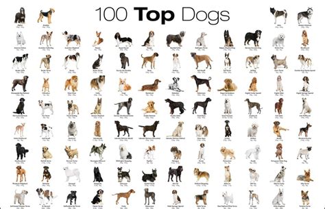 The Most Favorite Dog Breeds A To Z With Dog Breeds Alphabetical Order