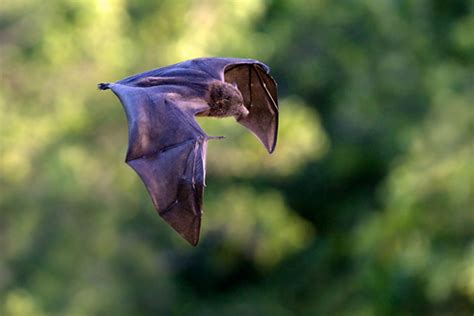 Opportunity To Help Save A Bat Species — Theinvertedperspective