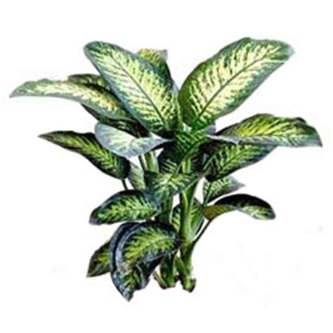 In quella inferiore sono rossastri. dieffenbachia (foto) croton, amaranta e altre piante verdi ...