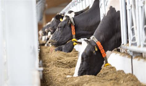 Monitor Feed Consumption For Cow Health Nedap Livestock Management