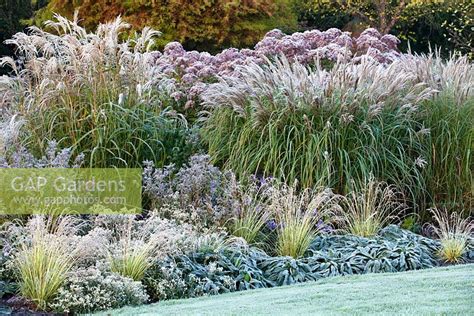 His famous nursery, blooms of bressingham is right next door and his son, adrian bloom's wonderful garden, foggy bottom is about 100 yards away. Autumn border with f... stock photo by Richard Bloom ...