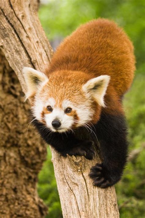 What Is A Red Panda With Pictures