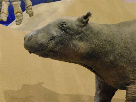 Baby Hippo Taxidermy Museum Of Puc Minas Brazil Zoochat