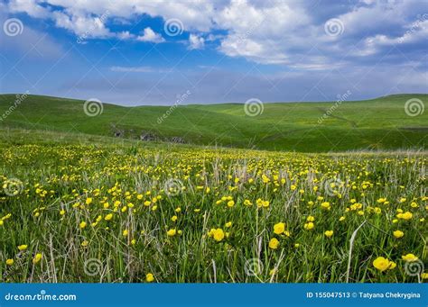 Beautiful Summer Landscape Yellow Flower Field On The Hills Stock
