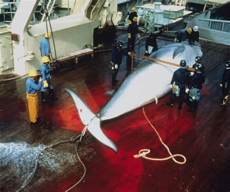 japanese kill whale in australian whale sanctuary whale and dolphin conservation australia
