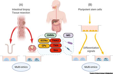 Intestinal Organoids A Tool For Modelling Dietmicrobiomehost