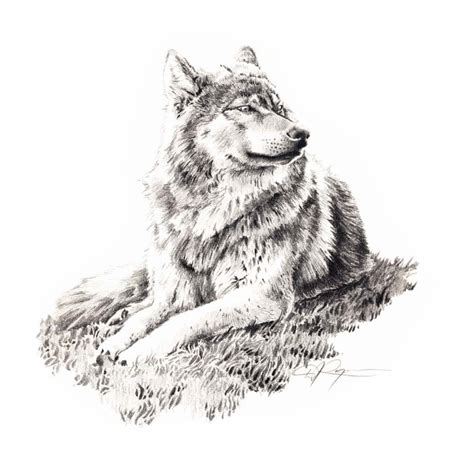 Wolf Lying Down Pencil Drawing Art Print By Artist D J Rogers Etsy