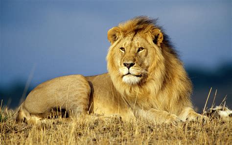 Lion Panthera Leo