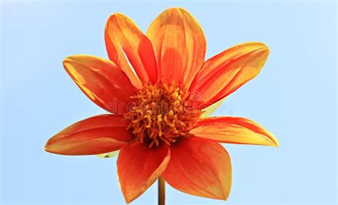 Orange Dahlia Flower Picture Image 82960274