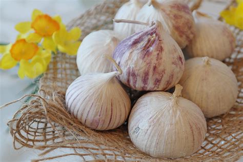 Free Images Food Vegetable Ingredient Produce Pearl Onion Plant