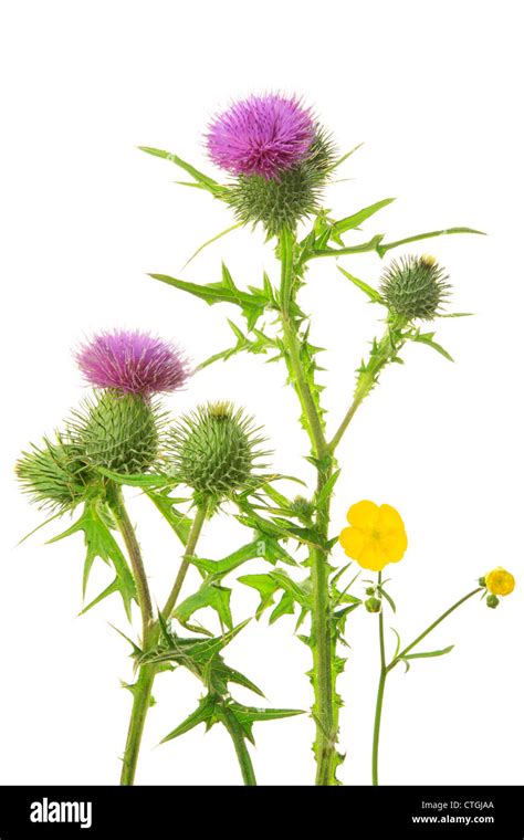 Spear Thistle Cirsium Vulgare And Meadow Buttercup Ranunculus Acris
