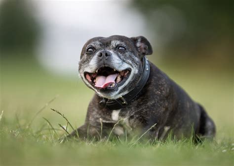 Do older dogs need more protein… or less? 9 Common Health Problems in Senior Dogs