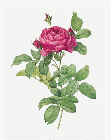 Rose Flower Vintage Painting Free Stock Photo Public Domain Pictures