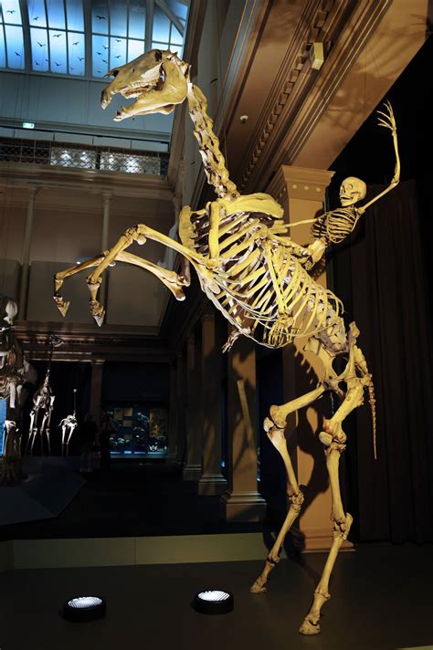 This Horse Skeleton And Rider Australian Museum