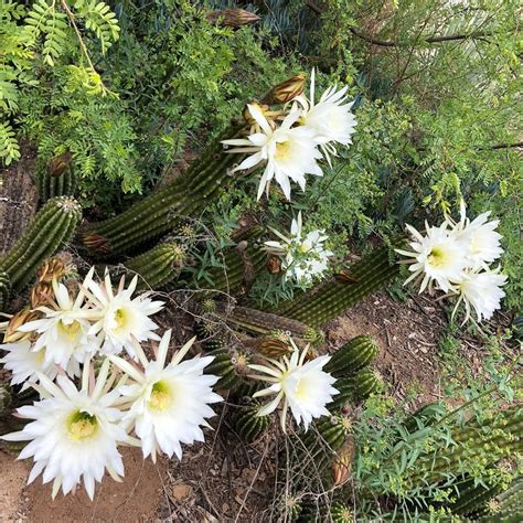 Cacti and succulents thrive in containers and because most are slow growing, they do not need to be repotted very often. The cacti columns of trichocereus in showy white bloom at ...
