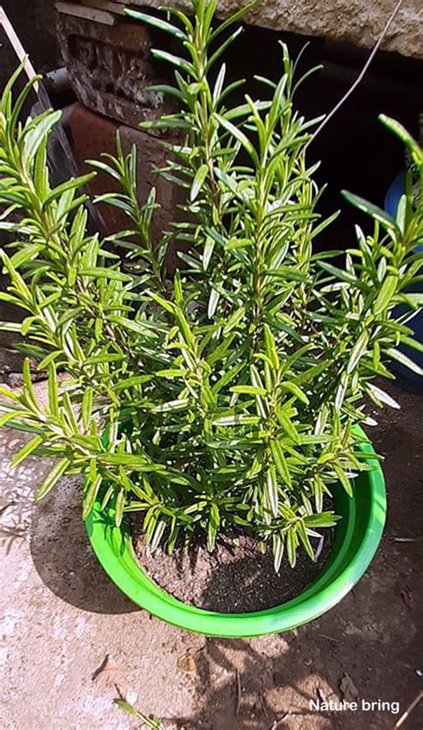 How To Grow Rosemary Growing Rosemary In Containers Rosemary Care