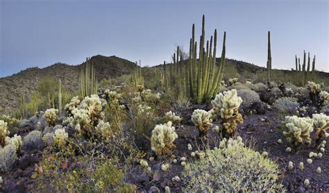 Sonoran Desert Cacti Desert Cactus Sonoran Desert Cactus