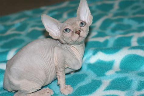 However, the sphynx cat, as a breed. The Ugliest Cat In The World, Sphynx Cat Has Almost No ...