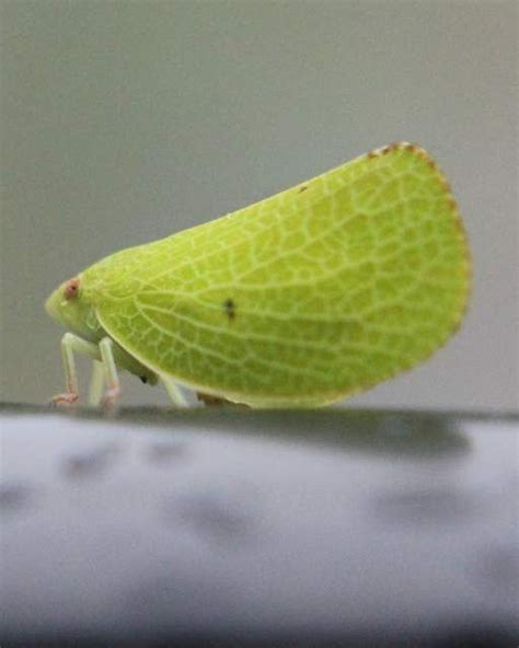 A Bug That Looks Like A Leaf Nature Photos Bugs Leaves Beetles Insects