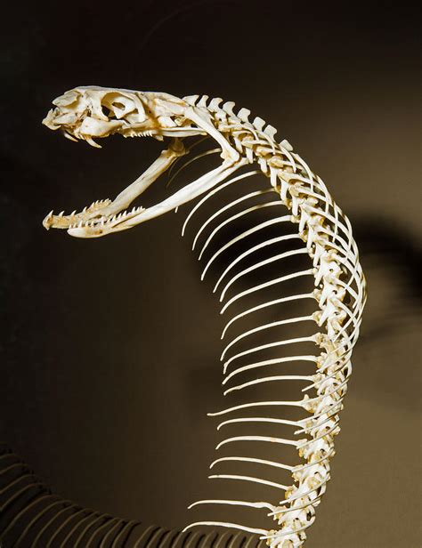 King Cobra Snake Skeleton Photograph By Millard H Sharp Pixels