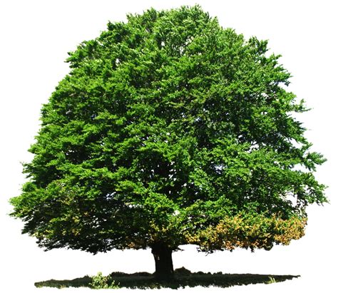 Large Greenery Tree Png Image Purepng Free Transparent Cc0 Png