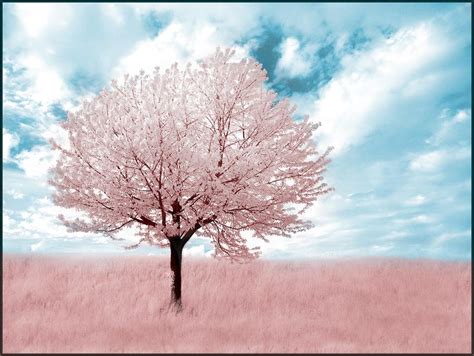 Pink Tree Infrared By Michilauke On Deviantart