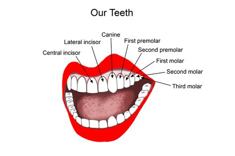 Know About International Tooth Numbering System