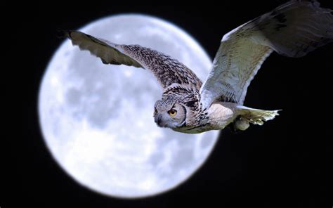 Wallpaper Owl Flight Under Moon Flying Owl At Night 1920x1200