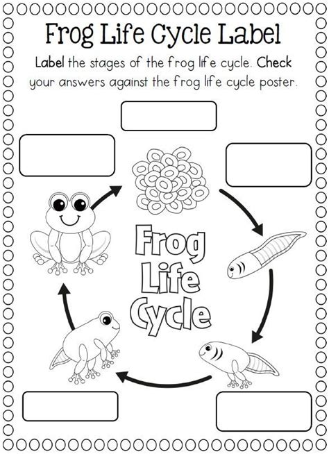 Frog Life Cycle Worksheet Nd Grade