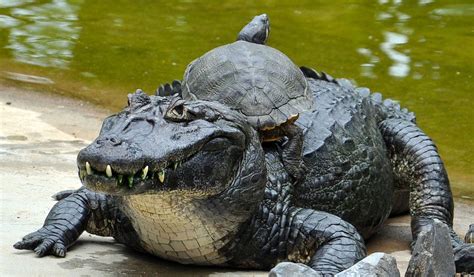 Cuviers Dwarf Caimans Facts Diet And Habitat Information